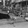 9-cow-on-the-ghats-by-the-ganges-river-varanasi